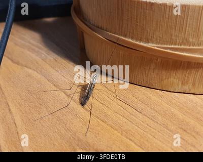 Une photographie macro en gros plan d'une mouche crane (Tipulidae) reposant sur une surface en bois brun clair. L'insecte affiche son extrême caractéristique Banque D'Images