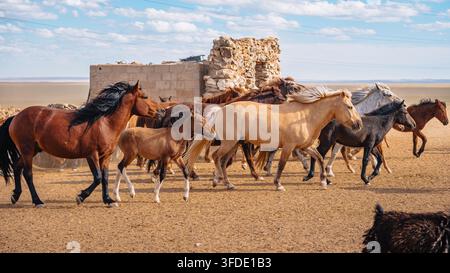 Troupeau de chevaux courant vers un point d'eau dans la steppe aride mongole près du désert de Gobi. Banque D'Images