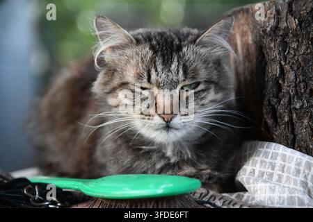 Chat noir amusant regarde à travers un trou déchiré dans un fond de papier rose. Coucou. Animaux de compagnie espiègles et animaux domestiques malicieux. Espace de copie. Yeux jaunes. Banque D'Images