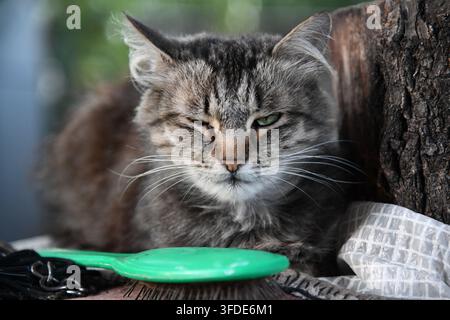 Chat noir amusant regarde à travers un trou déchiré dans un fond de papier rose. Coucou. Animaux de compagnie espiègles et animaux domestiques malicieux. Espace de copie. Yeux jaunes. Banque D'Images