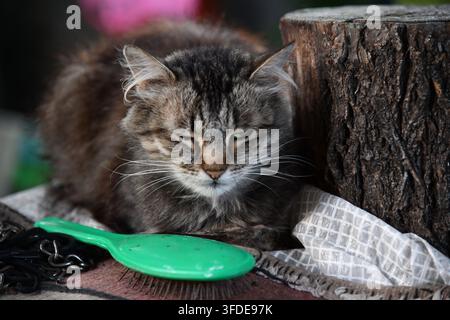 Chat noir amusant regarde à travers un trou déchiré dans un fond de papier rose. Coucou. Animaux de compagnie espiègles et animaux domestiques malicieux. Espace de copie. Yeux jaunes. Banque D'Images