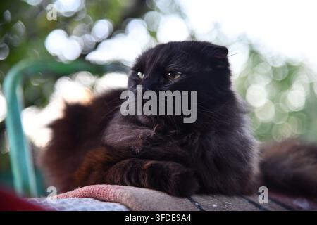 Chat noir amusant regarde à travers un trou déchiré dans un fond de papier rose. Coucou. Animaux de compagnie espiègles et animaux domestiques malicieux. Espace de copie. Yeux jaunes. Banque D'Images