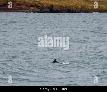 Vues de baleines bleues et de baleines de Minke surfant et se déplaçant dans l'Eyjafjörður près d'Akureyri, août 2026 Banque D'Images