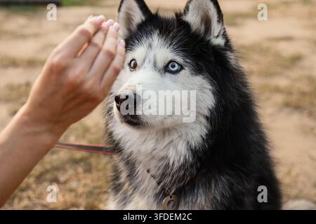 Soins pour animaux de compagnie et compagnie animale, main humaine interagissant avec un husky sibérien aux yeux hétérochromes dans un cadre de parc extérieur Banque D'Images