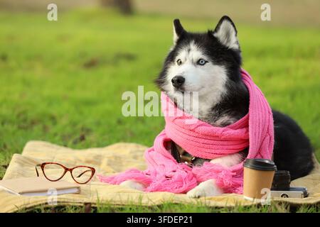 Chien Husky mignon avec une écharpe chaude et des lunettes couchées sur une couverture dans le parc d'automne Banque D'Images