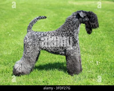 Le Kerry Blue Terrier au printemps l'herbe verte Banque D'Images