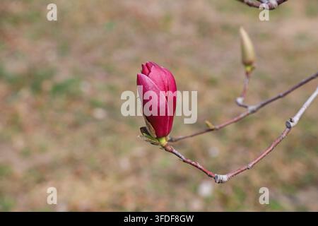 Grossissement d'une fleur de magnolia rose-violet épanouie sur une branche au printemps, avec des pétales doux et étalés et un fond flou, montrant la fraîche v Banque D'Images