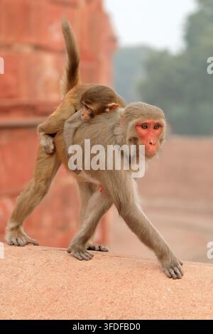 Un singe macaque rhésus (Macaca mulatta) avec son bébé dans un environnement urbain, Inde Banque D'Images