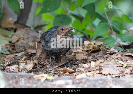 Jeune merle noir commun (Turdus merula) cherchant de la nourriture parmi les feuilles tombées et la végétation forestière. Scène naturelle de la faune capturée en Allemagne w Banque D'Images
