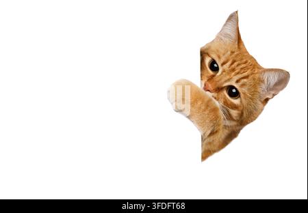 Chat roux jette un coup d'œil autour d'un bord blanc vierge, patte levée de manière ludique, grands yeux ambrés et oreilles inclinées rayonnent d'une curiosité espiègle, espace de copie généreux fil Banque D'Images