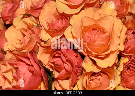 Vue de dessus d'un bouquet frais de roses pêches et orangées Banque D'Images