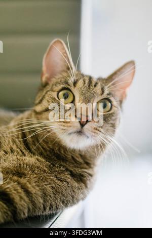 Un chat tigré curieux regarde avec des yeux écarquillés Banque D'Images