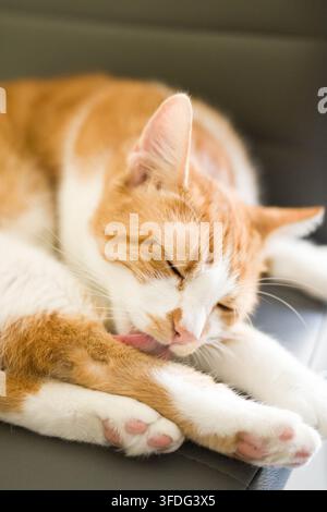 Chat gingembre et blanc se détendant en se toilettant la patte Banque D'Images