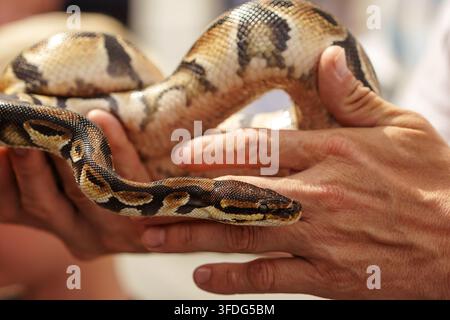 Prise de vue rapprochée de mains humaines tenant un python à motifs, montrant les écailles et les textures détaillées du reptile pour l'éducation sur la faune sauvage Banque D'Images