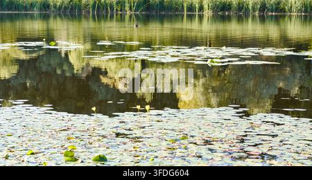 Lac calme avec des nénuphars flottant à la surface, reflétant les arbres et l'herbe en arrière-plan, créant un environnement naturel serein Banque D'Images