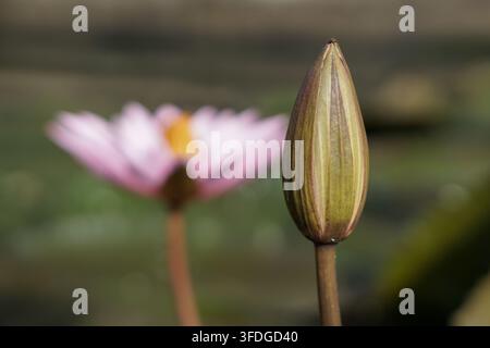 Prise de vue macro se concentrant sur un bouton de lotus vert fermé avec une nymphaée rose doucement floue en arrière-plan dans l’étang. Banque D'Images