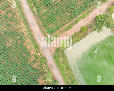 Vue aérienne par le dessus d'une plantation de manioc à côté d'une route de terre rurale et d'un champ de riz inondé. Agriculture tropicale, culture de cultures, diversité des terres agricoles a Banque D'Images