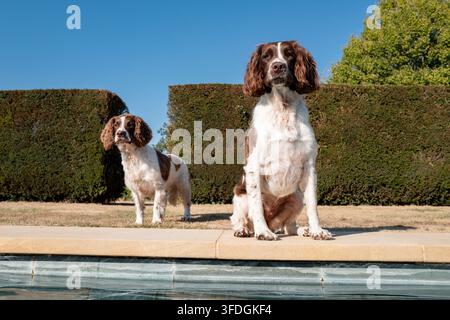 Springer Spaniel jouant dehors Banque D'Images