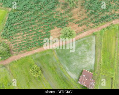 Vue aérienne de haut d'une plantation de manioc à côté de rizières inondées et d'une route de terre rurale pendant la saison de croissance humide, montrant l'agriculture tropicale, récolte di Banque D'Images