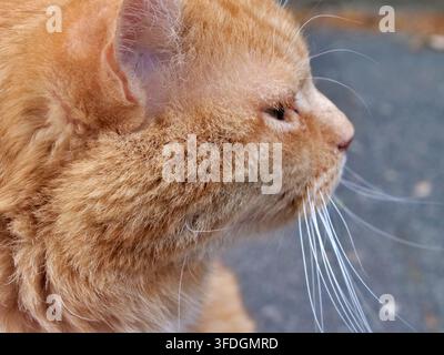 Photographie de profil macro montrant la tête et le cou d'un chat orange et duveteux regardant au loin, mettant l'accent sur ses longues moustaches blanches, oreille de Banque D'Images