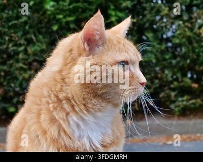 Portrait de profil d'un charmant chat orange et blanc regardant droit devant avec une attention vive, affichant des yeux verts éclatants, une fourrure blanche propre sur la poitrine, a Banque D'Images