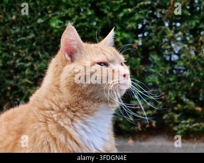 Portrait en gros plan à faible angle d'un chat duveteux roux et blanc regardant au loin. Présente des moustaches blanches longues et courbées dramatiques, un rose vif Banque D'Images