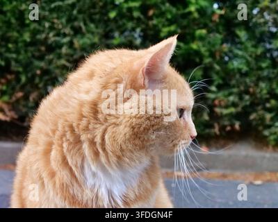 Portrait détaillé en angle latéral d'un chat tigré orange et blanc duveteux en plein air. Le chat regarde intensément sur le côté, montrant une longue blanche courbée wh Banque D'Images