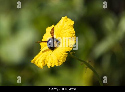 Belle fleur jaune avec une énorme abeille noire la pollinisant dans la forêt tropicale amazonienne Banque D'Images