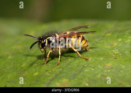 GUÊPE COMMUNE (Vespula vulgaris), UK. Banque D'Images