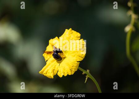 Une énorme abeille noire et poilue se nourrissant d'une belle Banque D'Images