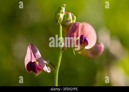 Pois éternel à feuilles étroites fleurissant en été Banque D'Images