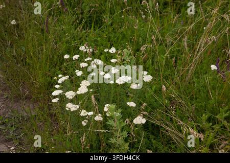 Fleurs de achillée blanche poussant parmi l'herbe verte dans une prairie estivale. Banque D'Images