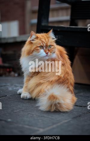 Chat roux duveteux assis devant un bâtiment Banque D'Images