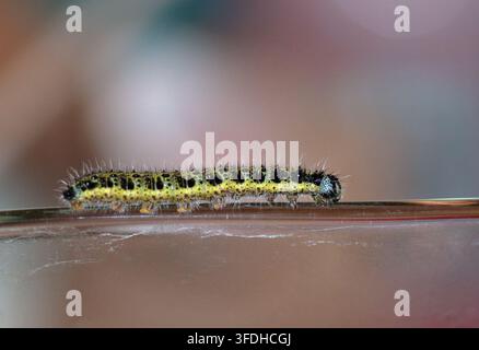 Chenille de la piéride du chou/Piéride du chou (pieris brassicae) Banque D'Images