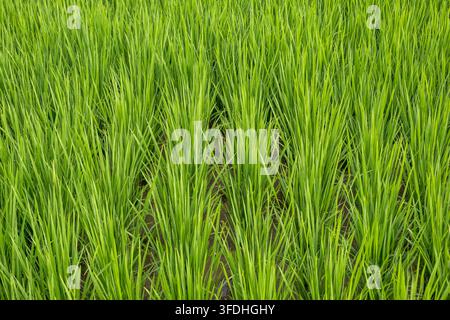 Une vue rapprochée d'un champ de riz vert vif, mettant en valeur des rangées de jeunes plants de riz poussant dans un sol fertile Banque D'Images