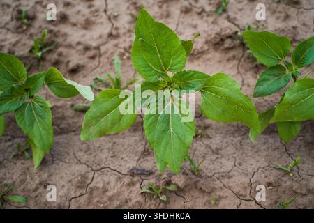 Plantes de tournesol prospérant dans une terre sèche et craquelée. Concept de sécheresse, agriculture, croissance et défis environnementaux Banque D'Images