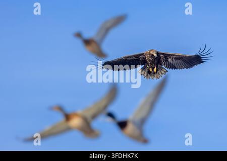 Aigle à tête blanche / Aigle pomarin / erne (Haliaeetus albicilla) jeune en vol chassant des canards sauvages contre un ciel bleu en hiver Banque D'Images