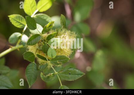 Coussin à épingles de Robin, un type de galle formé sur les feuilles de rose par la guêpe Diplolepis rosae. Rye Meads, Herts Banque D'Images