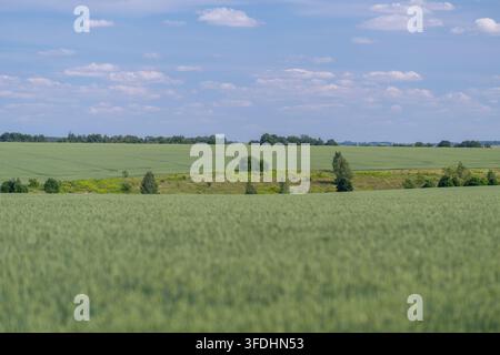 Des champs sans fin de verdure prospèrent sous une lumière douce parsemée de groupes d'arbres. L'horizon peint une scène paisible évoquant un sentiment de tranquillité Banque D'Images
