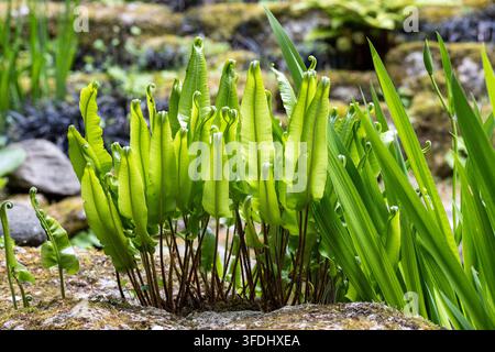Grossissement de fougère Hart - Asplenium scolopendrium jeunes fougères se déroulant, Royaume-Uni Banque D'Images