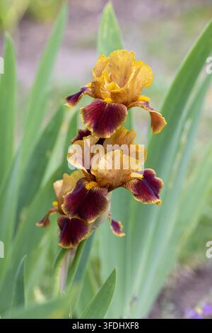 Grossissement d'une magnifique iris marron-jaune audacieuse devant un fond de jardin flou, jardin britannique, Angleterre Banque D'Images