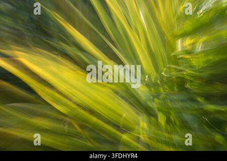 Image en couleur de feuilles semblables à du roseau captant la lumière et offrant différentes nuances de vert sous une légère brise Banque D'Images
