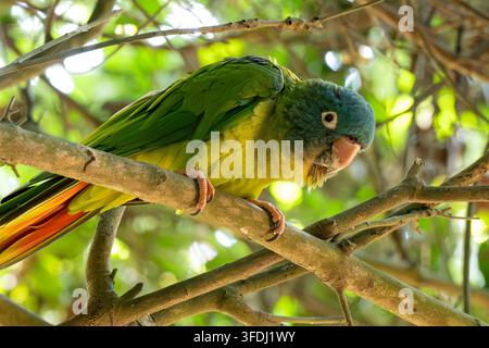 Vue latérale d'une conure à couronne bleue sauvage (Thectocercus acuticaudatus) perchée sur une branche d'arbre, mettant en valeur sa tête bleue vibrante, son plumage corporel vert, un Banque D'Images