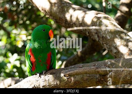 Close-up d'un perroquet Eclectus mâle vert perché sur une branche épaisse sous la lumière naturelle du soleil avec un fond vert flou. Banque D'Images
