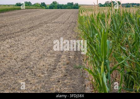 Champ de maïs rural avec de hauts épis de maïs verts à côté d'une parcelle de terre labourée, des résidus de paille, des arbres éloignés et un paysage de terres agricoles ouvertes Banque D'Images