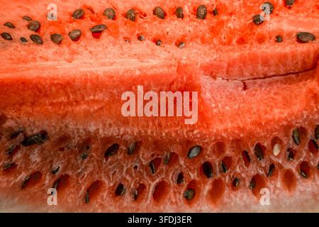 Pulpette de pastèque rouge avec de nombreuses graines sombres, texture fibreuse juteuse, surface humide et écorce intérieure pâle visible dans une section coupée Banque D'Images