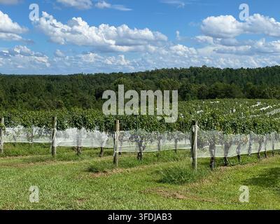 Des rangées de vignes protégées par un filet à oiseaux blanc s'étendent sur un vignoble par une journée d'été ensoleillée, avec des collines boisées et un ciel bleu vif rempli de Banque D'Images