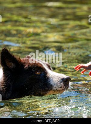 Une photographie animalière en gros plan d'un chien noir et blanc mouillé debout dans l'eau claire, la lumière du soleil mettant en valeur ses yeux expressifs et son pelage détaillé. Banque D'Images