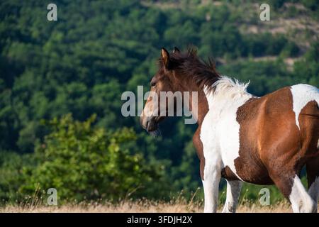 Un cheval pinto brun et blanc se tient de profil, regardant par-dessus un paysage naturel verdoyant et pittoresque. Banque D'Images