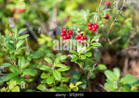 Myrtilles rouges mûres poussant sur un buisson dans la forêt au début de l'automne. Récolte saisonnière de baies sauvages Banque D'Images